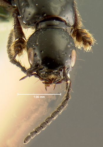 Media type: image;   Entomology 7290 Aspect: head dorsal view